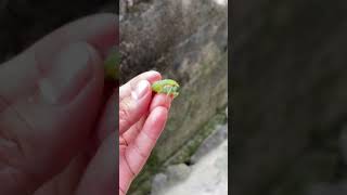 Green cicada screams