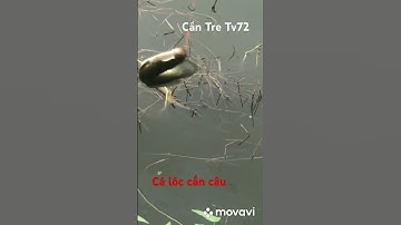 Cá Lóc Ao Sen | Snakehead Fish #fishing