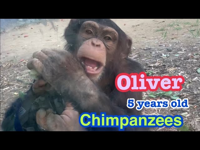 チンパンジー オリバー 5歳 ロスアンゼルス動物園 chimpanzees Oliver