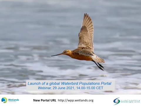 Webinar: Launch of a global Waterbird Populations Portal