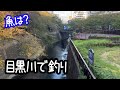 目黒川で釣り【東京】