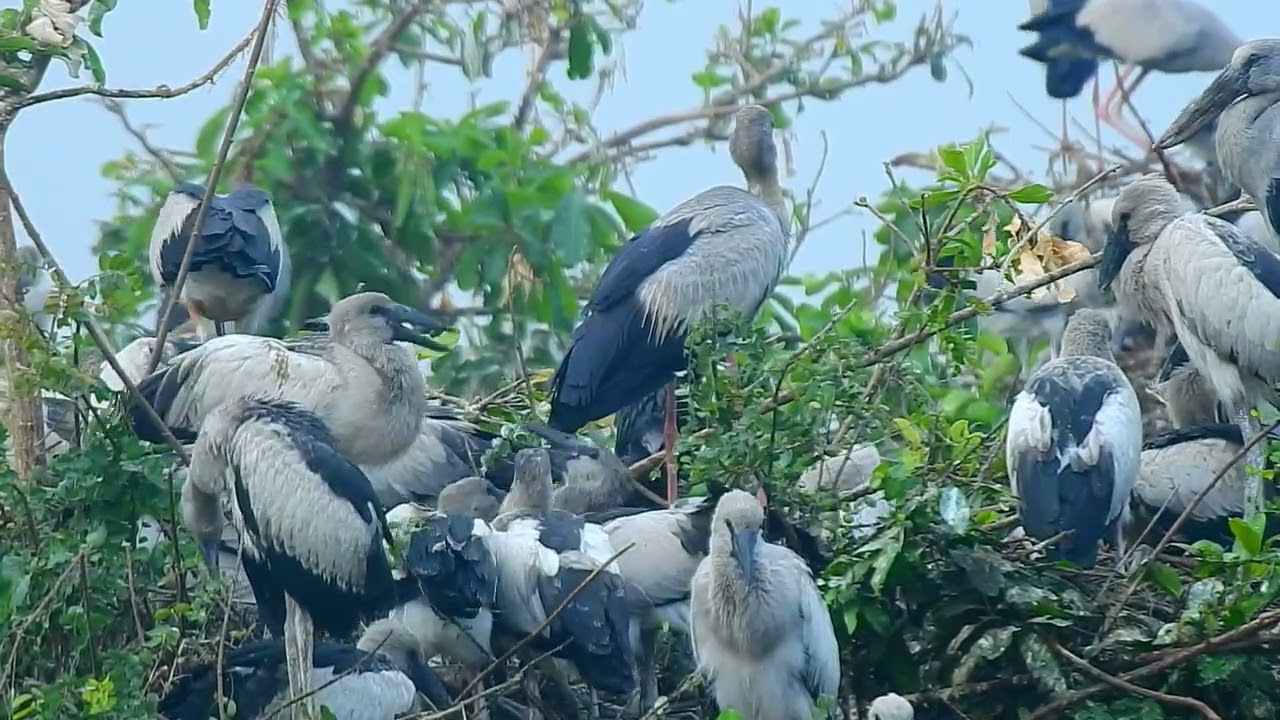 Natur bird#birds #wildlife#animals 