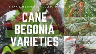 Cane Begonia Varieties / 7 Cane Begonia Plant Varieties To Consider For Your Houseplant Collection Angel Wing Begonia Varieties
