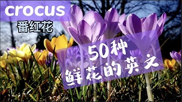 花卉英文名 Youtube