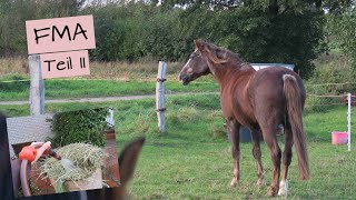 Lenny auf Maiskolbensuche - Ausritt mit Tizian // Ein Tag mit eigenem Offenstall - Teil 2