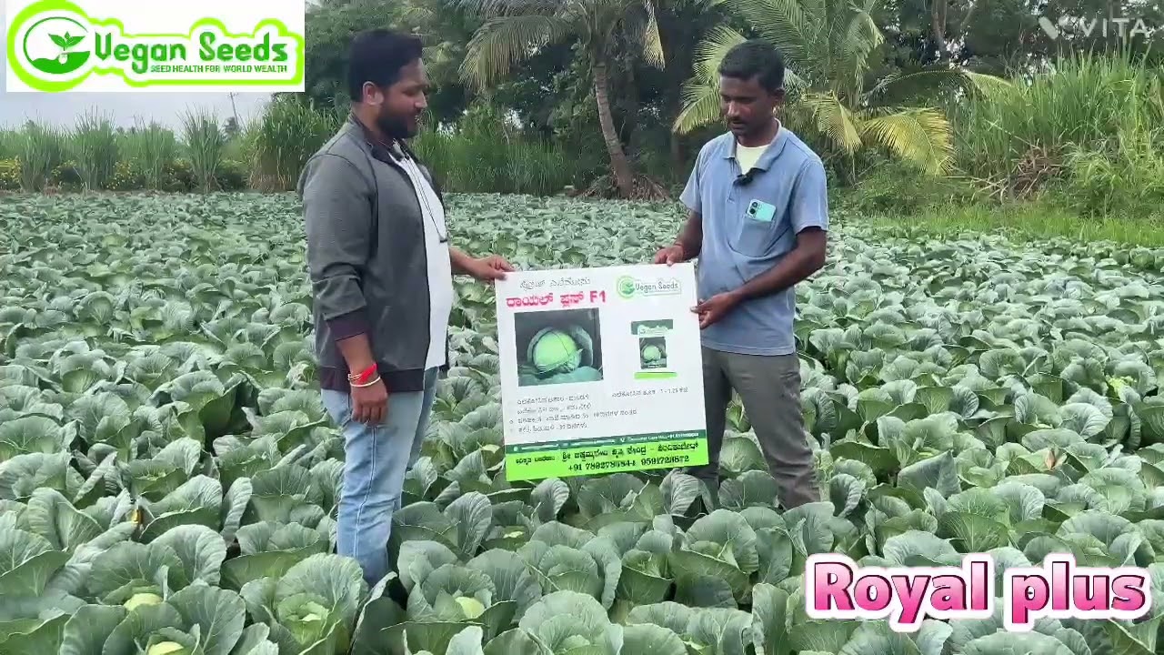 Cabbage ROYAL PLUS F1
