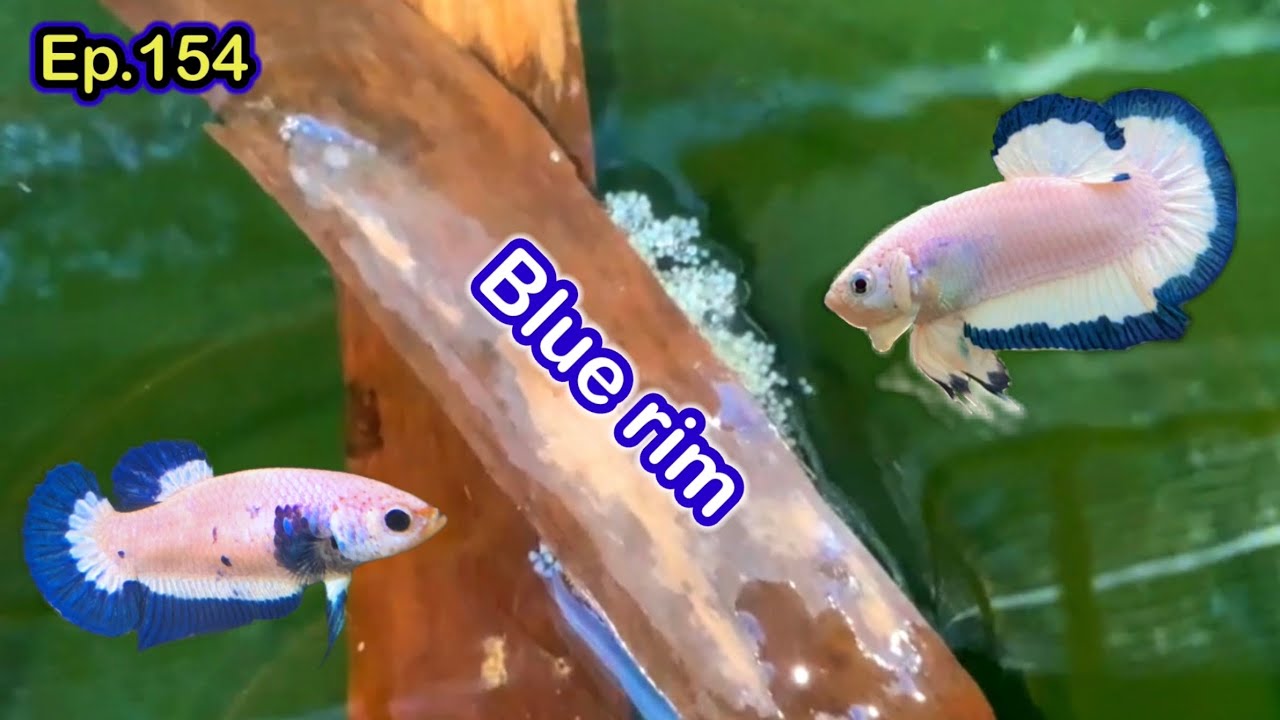 Ep.154 Blue rim เพาะปลากัดมาเบิ้ลขอบ จบในคลิปเดียว