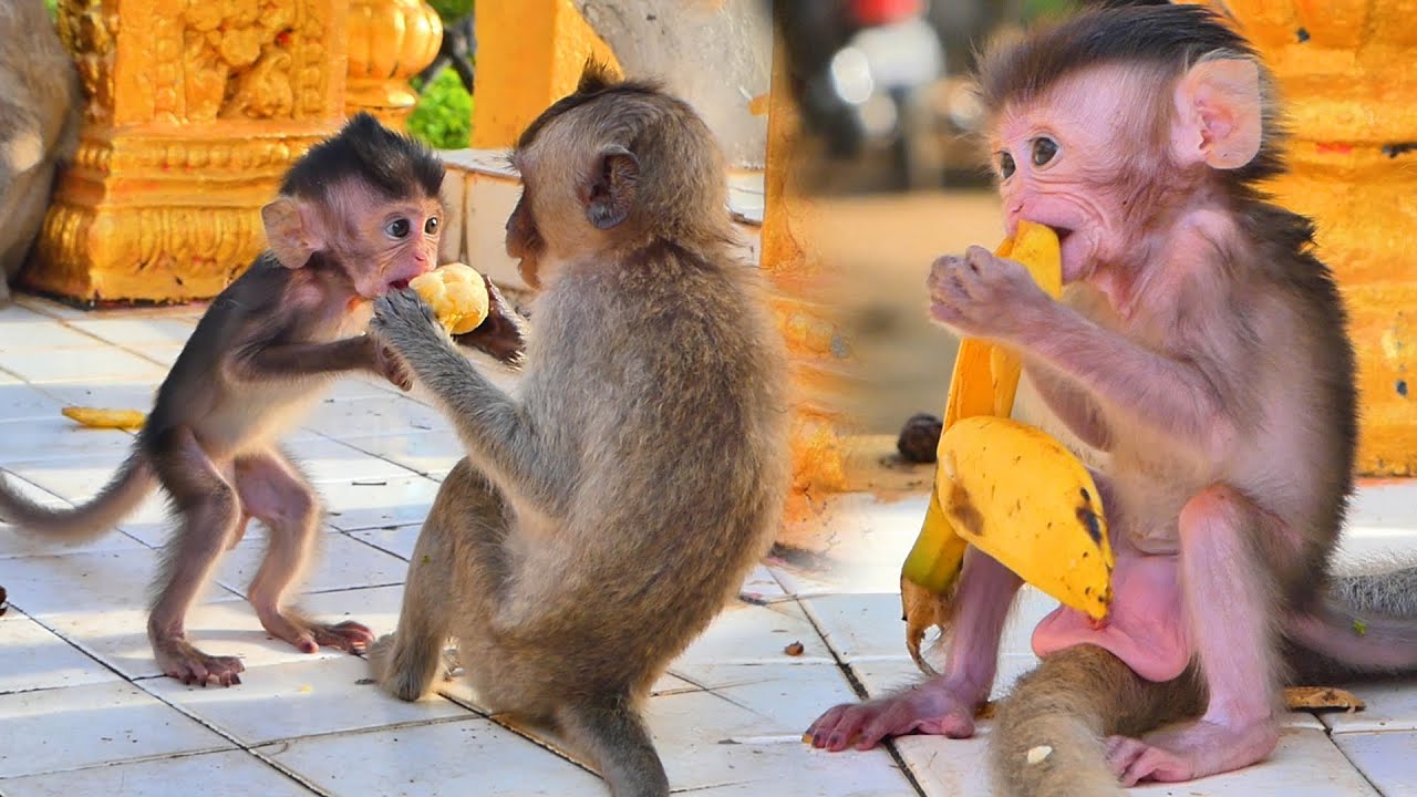 Baby monkey Rambo and baby monkey Emilo in eating style.