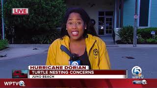 Hurricane Dorians Pounding Surf Impacting Florida Sea Turtles, Nests