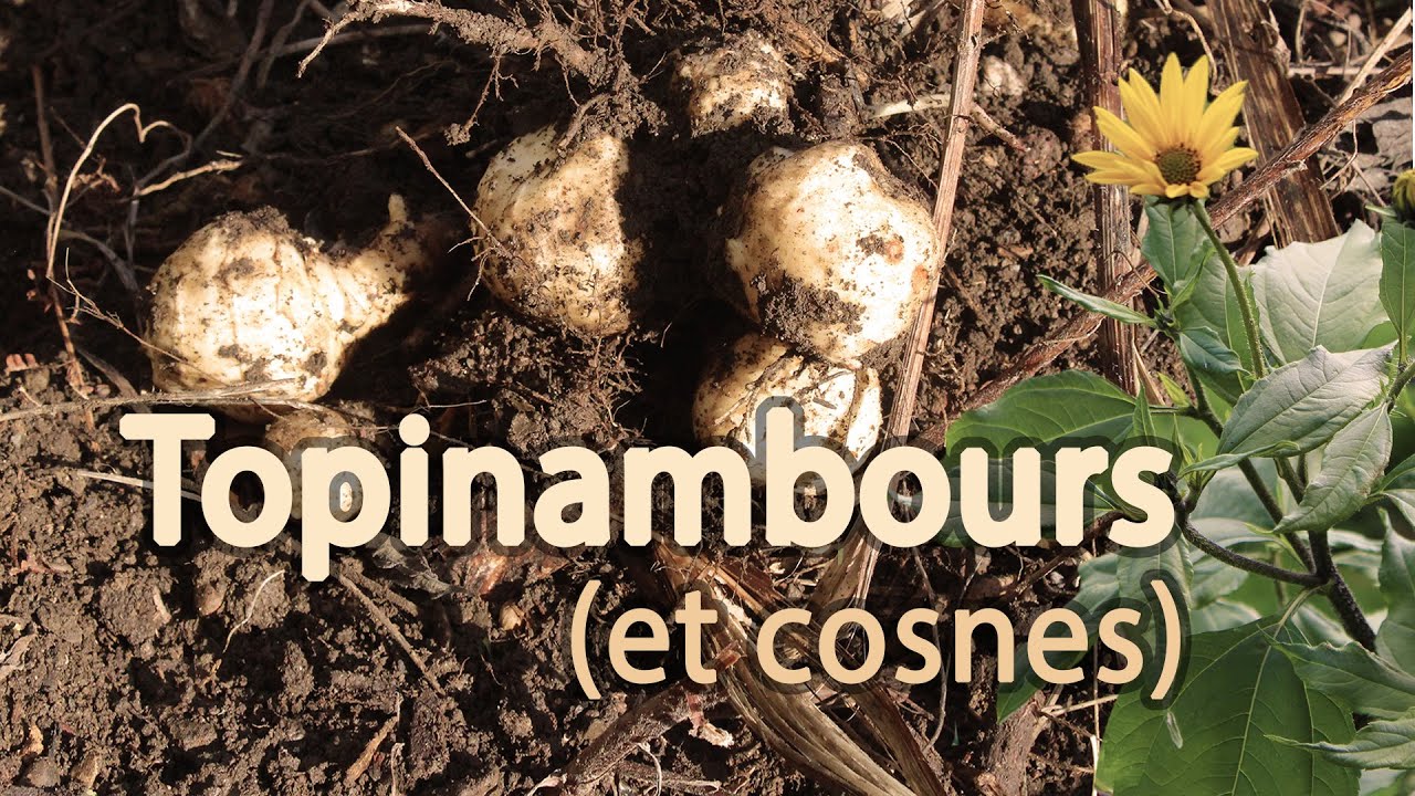 Topinambours et crosnes au potager
