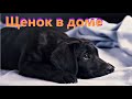 9. Как приготовиться к щенку, как приучить щенка к пеленке