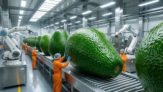 Inside a Modern Avocado Processing & Export Packing Factory | From Harvest to Shipment Full Process