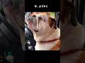 いつもブルドッグを乗せたおばさんと言われても良い… #ブルドッグ #まめりき #bulldog