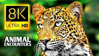 Animal Encounters In 8K Ultra Hd 60 Fps - Most beautiful Wild Animals