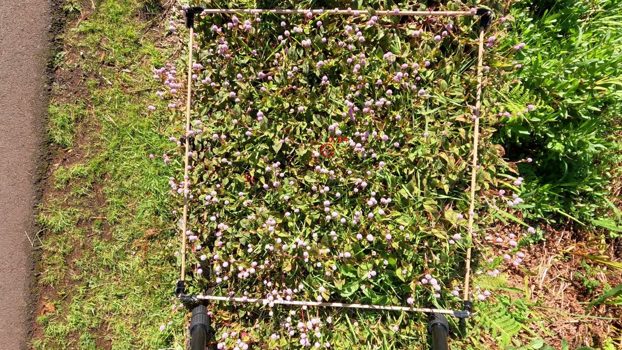 Bumblebee detection on Persicaria using a deep learning-based object detecion model