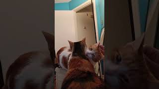 Bonded sibling cats grooming each other and then me, a little. #cleo #spotty #fabulousformerferal