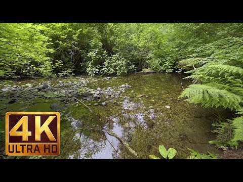 Video: Jautras ūdens Aktivitātes Jūsu Ceļojumam Uz Virdžīnijas Pludmali, VA