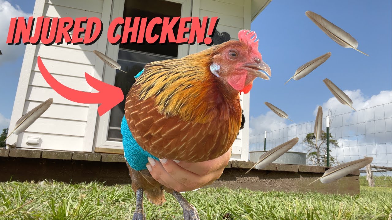 Mama Hen Breaks Her Wing.....Fixing a Broken Wing in Chickens! VLOG | GirlMeetsPets