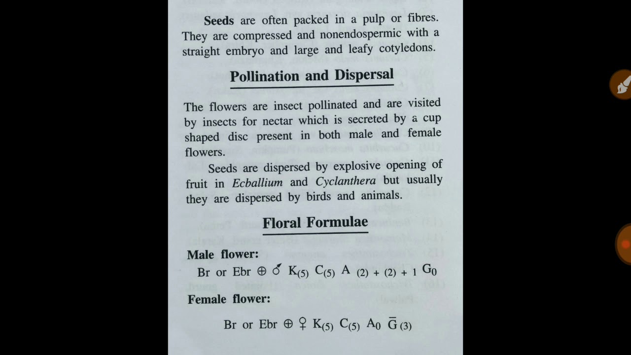 Floral formula of cucurbitaceae YouTube