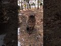 ジャンピング頭突きする野良猫が可愛過ぎる