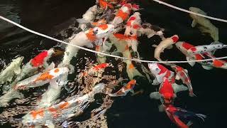 Koi relaxing music @pbkf koi farm screenshot 3