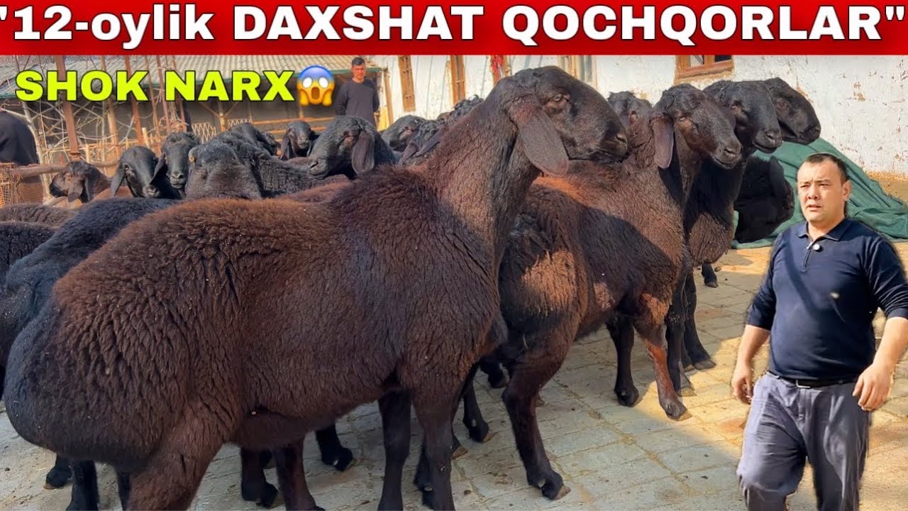 😱🐏 12 OYLIK DAXSHAT KASHTAN QOCHQORLAR — ARZON! | Anvar akada 🔥