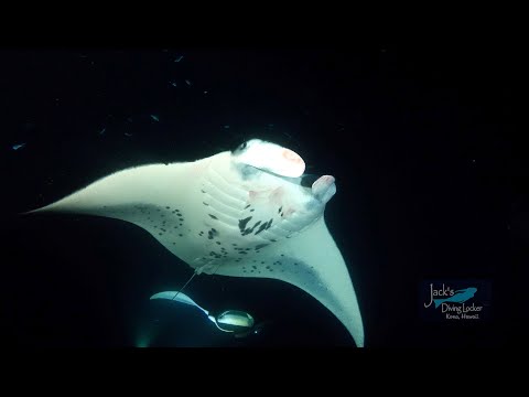 Manta Ray Night Dive and Snorkel