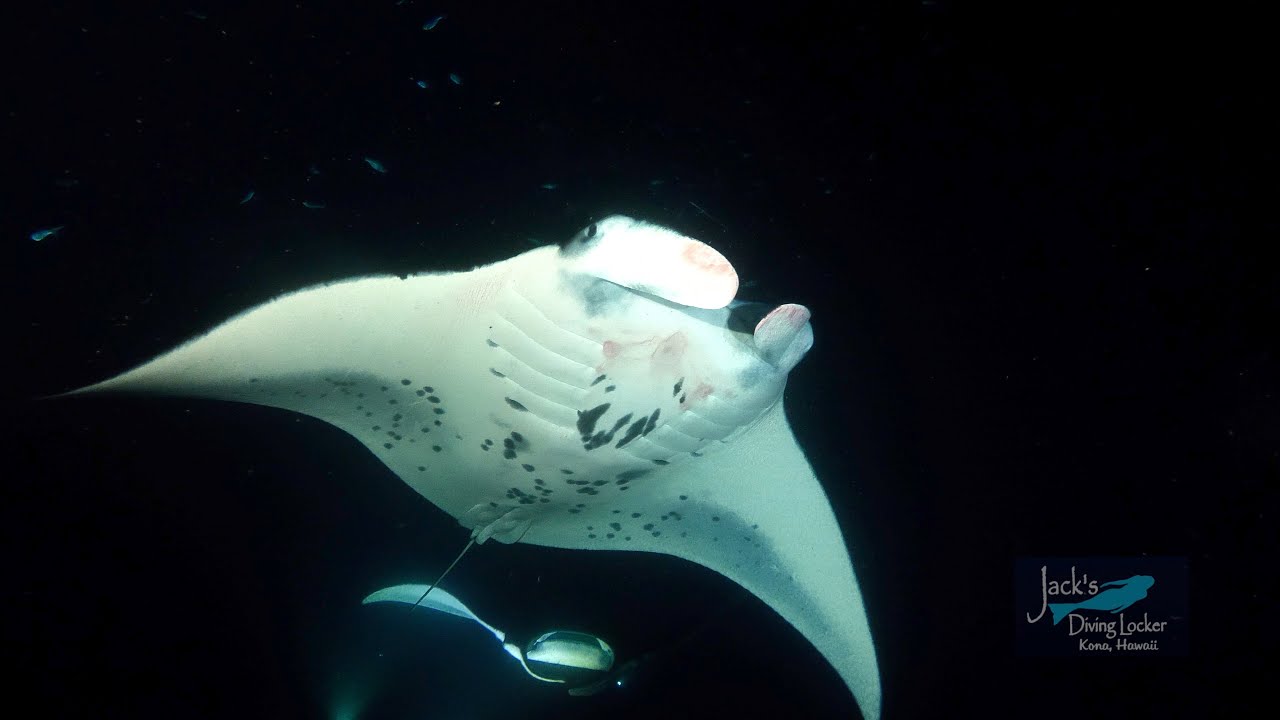 Manta Ray Night Dive / Snorkel with Jack's Diving Locker YouTube