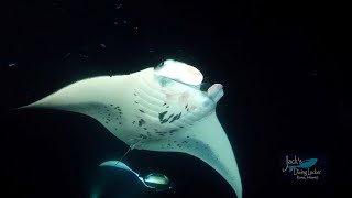 Manta Ray Night Dive / Snorkel with Jack's Diving Locker