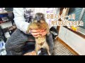 凶暴ケープハイラックスお迎えから一ヵ月で野生を忘れてきました