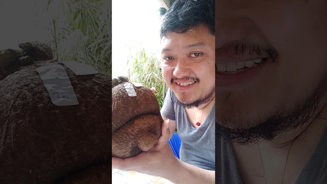 Unboxing Codex Plant Stephania Suberosa