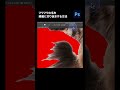 【Photoshop】フワフワの毛を綺麗に切り抜きする方法 #shots #photoshop