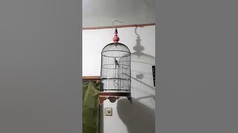 Tembakan kenari istimewa