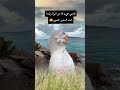 ياربي هيء لنا من امرنا رشدا اكسبلور دويتو اناشيد لايك تيك توك يوتيوب