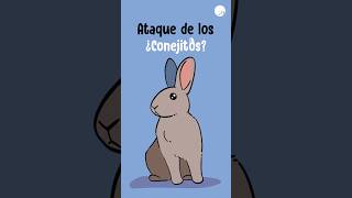 El Ataque De Los...conejitos?