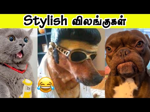 உலக ம ரட ட ம வ லங க கள ம ரண ட ப ன வ லங க கள சங கம Hoomans