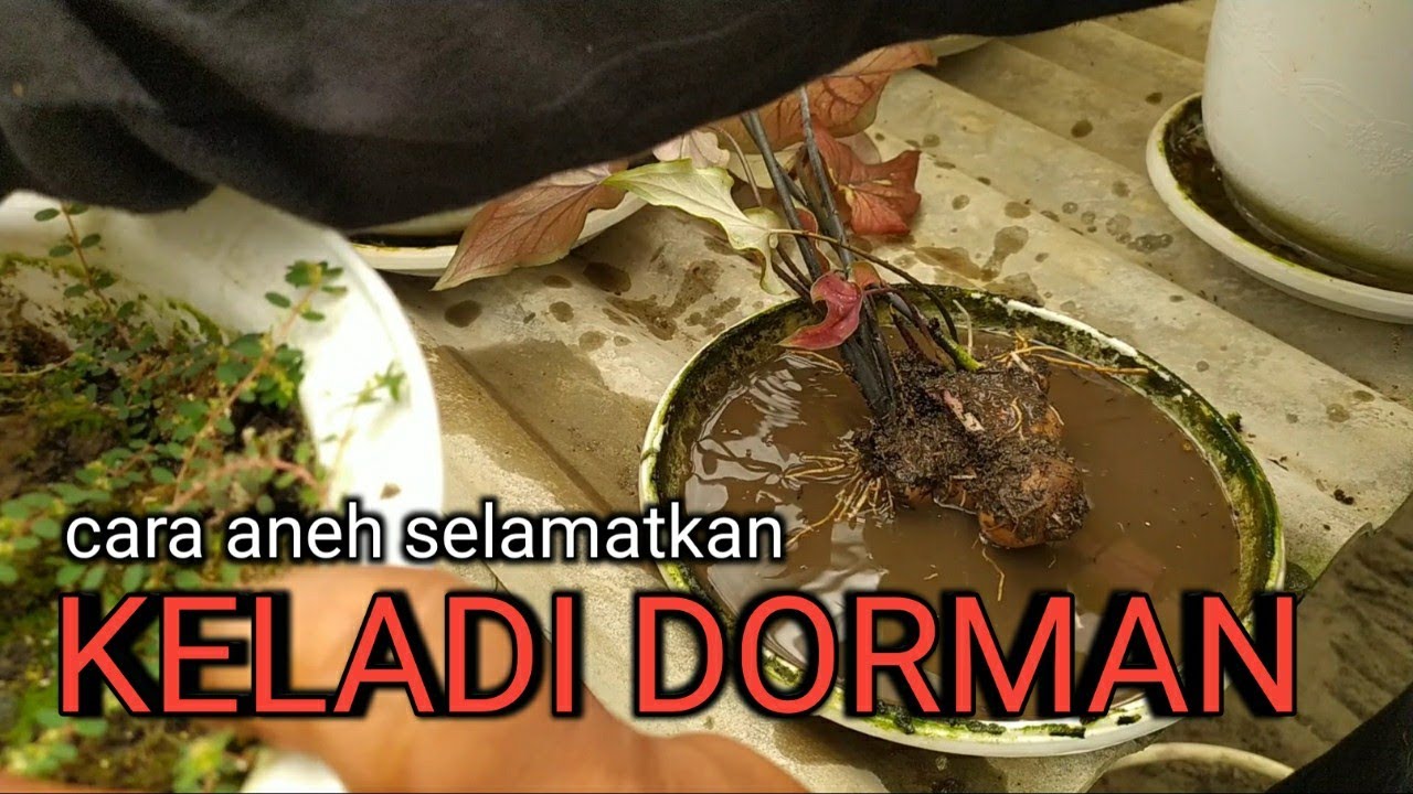 Неудивительно, что этот простой метод может спасти таро от спячки | omded jalan - jalan #71