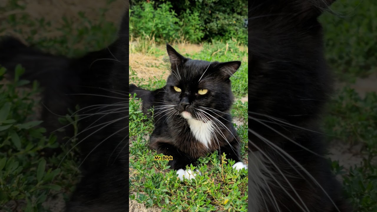 Cute Cats winter collection ♥️