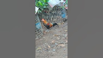 tơ mini🐓#thứcgàrừng86 #gàrừngtaitrắng #gàrừngrặc