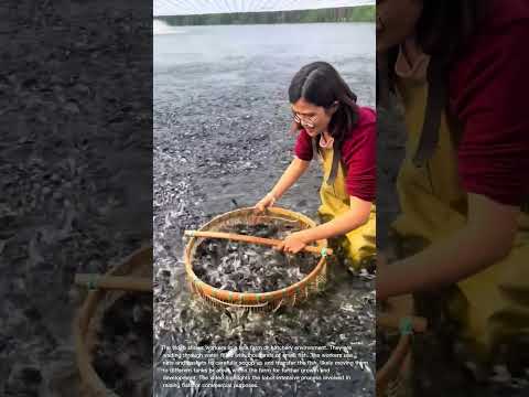 Fish Farm Harvest: Transferring Thousands of Tiny Fish