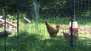 Buff Orpington Rooster Crowing Buff Orpington X Rhode Island Red Rooster Crowing
