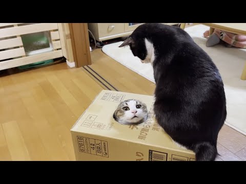 ゆっくりと回りながら穴に吸い込まれていく猫