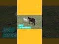 흥 폭발 아기염소~ 행복에는 이유가 없다~~ #제주 #제주목장 #알파카목장 #행
복