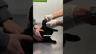 Кричу об этой находке всем кошатникам😱