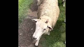 A little more sheep with your morning coffee? by Gulf Breeze Alpaca Ranch & Lodging 25 views 1 year ago 1 minute