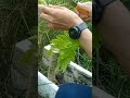 Cách Ghép Cây Đu Đủ Lùn