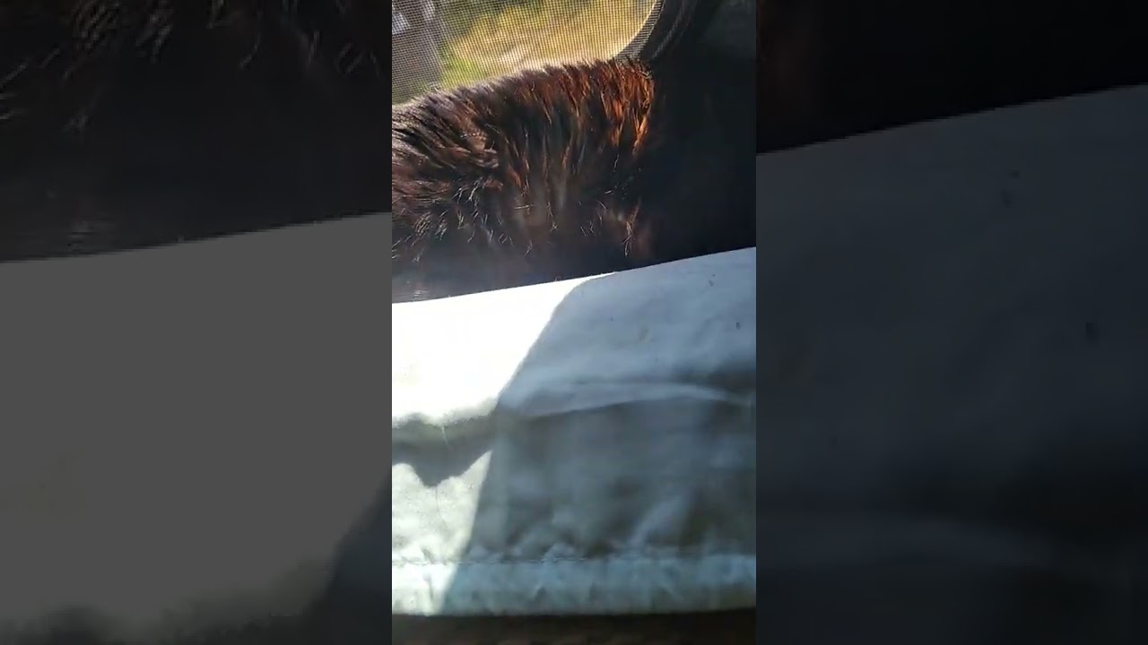 Yep it's Hercules my traveling companion