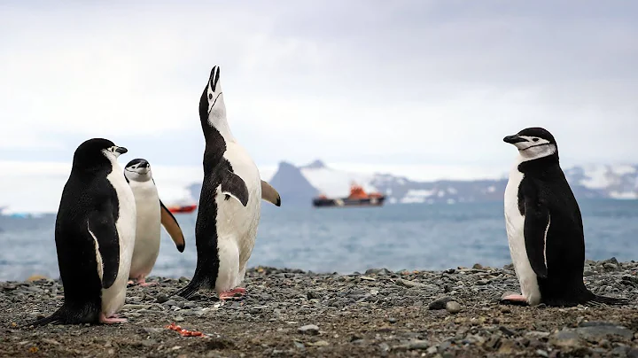 Plight of the Penguins: Climate Change Impact