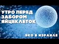 Утро перед забором яйцеклеток