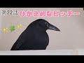 第22話 ピッチーのこんな姿もかわいい💞🐦